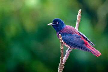 MAROON ORIOLE SEATING ON A BANCH 