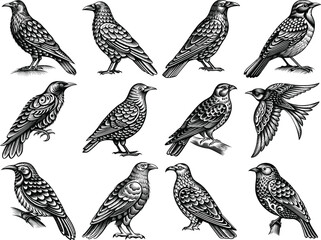 Obraz premium set of different birds