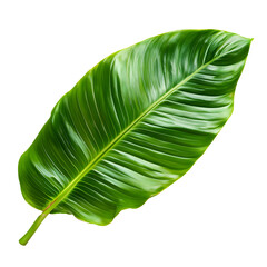 Tropical Leaf – Exotic Green Plant Isolated PNG