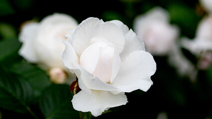 중랑천장미축제의 장미