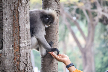 A heartwarming encounter - dusky leaf monkey takes a treat from a gentle hand