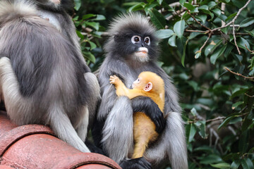 Golden infant langur clings to mother in tropical forest