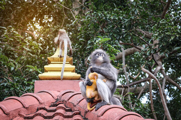 Langur family scene: mother and yellow baby snack on rooftop while juvenile climbs temple finial