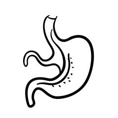 Fototapeta premium hand-drawn sketch human intestine illustration