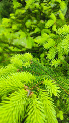 New green shoots on the spruce tree. Young, juicy, green shoots on a coniferous tree close-up. Spruce branches as a green background.