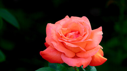 중랑천장미축제의 장미