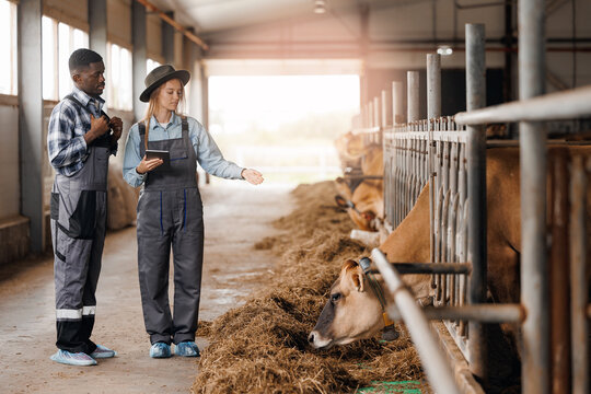 Woman workers use tablet computer and discuss with owner farmer of cow. Concept cattle livestock industry.