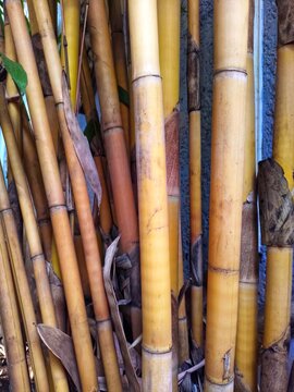 Yellow bamboo growing in clusters towering upwards with horizontal photo