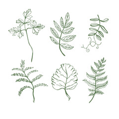 Set of delicate vector outline leaves and plants. For decoration and print. Hand-drawn.