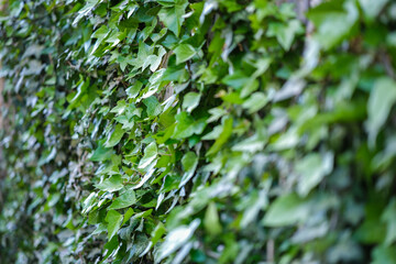 Ivy on the wall outside. Green background