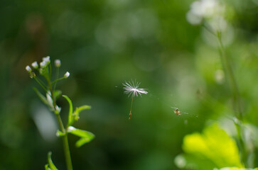 Beautiful macro photo, background, spider and dandelion, for text, background for screensaver