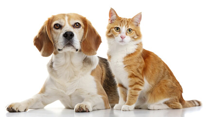 Fototapeta premium Adorable Beagle dog and ginger tabby cat sitting side-by-side, showcasing interspecies friendship and companionship against a pristine white background.