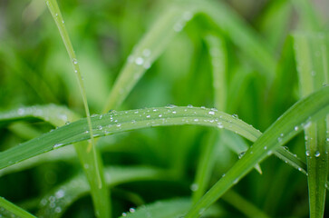grass with dew drops