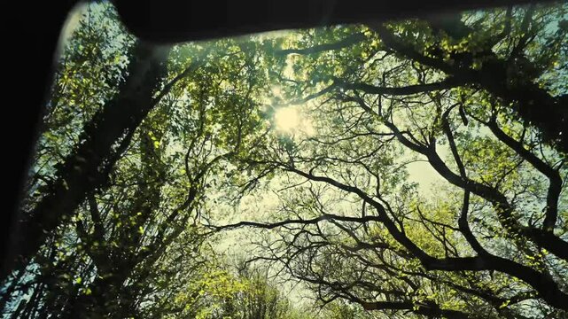 A forest with trees in the background and a sun shining through the tr