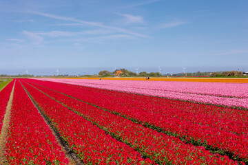 Row or line of multicolor tulip flowers on field in countryside farm, Tulips are plants of the genus Tulipa, Spring-blooming perennial herbaceous bulbiferous geophytes, Netherlands, Nature background.