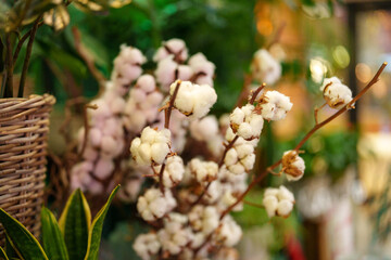 Beautiful cotton flowers displayed in a cozy indoor setting with green plants and soft lighting