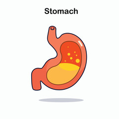 The human stomach organ, which functions as a place to chemically digest food using stomach acid and digestive enzymes