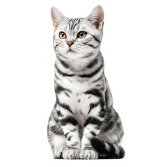 Graceful silver tabby cat sitting elegantly. isolated on white background