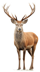 Fototapeta premium Majestic stag standing tall in nature. isolated on white background