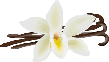 vanilla pods and flower