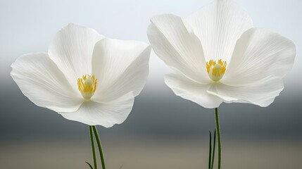 Fototapeta premium Two pristine white cosmos flowers, delicate petals, subtle yellow centers, against a soft, blurred gray-beige background