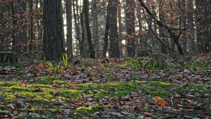 Broadleaf Forest Floor Detritus Duff with Green Moss and Withered Foliage