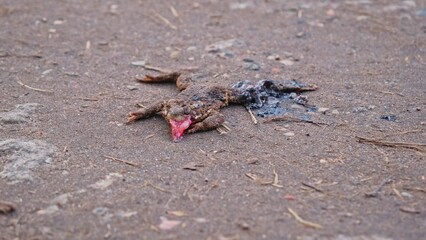 Carcass of Dead Frog Killed by Vehicle on Ground Road