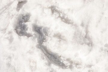 Snowy ground with animal tracks creating patterns in the fresh white snow landscape