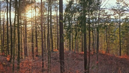 Scenic Highland Forest Landscape Panorama during Golden Hour
