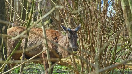 Wild Young Deer Buck Standing in among Woodland Forest Trees