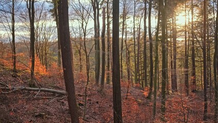 Scenic Highland Forest Landscape Panorama during Golden Hour