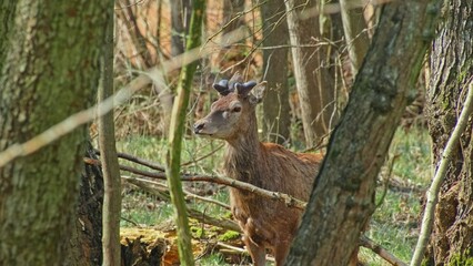 Wild Young Deer Buck Standing in among Woodland Forest Trees
