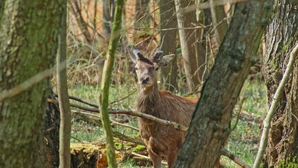 Wild Young Deer Buck Standing in among Woodland Forest Trees