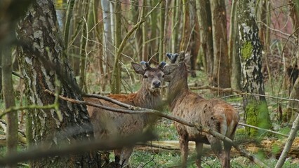 Wild Young Deer Buck Standing in among Woodland Forest Trees