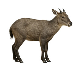 Obraz premium Japanese Serow Standing in Profile White Background