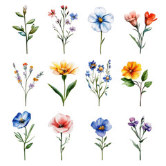 Floral watercolor collection isolated on transparent background