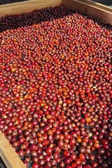Coffee beans drying in the sun  