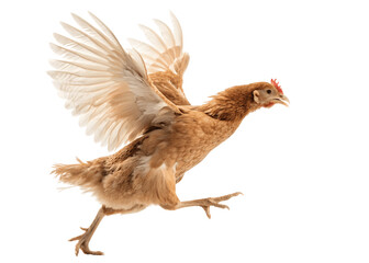 Fototapeta premium Brown hen flying isolated on transparent background with its wings spread wide