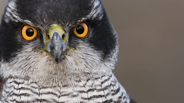 Portrait of a goshawk
