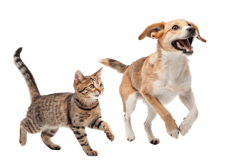 Bengal cat and beagle dog running isolated on transparent background