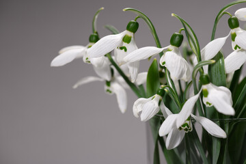 Fototapeta premium bouquet of blooming snowdrop flowers in a glass vase on a gray color background
