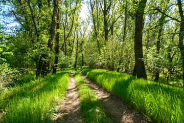 A picturesque spring scene in the woods, with a muddy path and the sun shining through the tree foliage onto the ground.