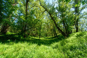 The picturesque spring scenery in the verdant woodland, with the sunbeams filtering through the foliage onto the verdant ground.
