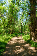 A beautiful spring scene in the forest, with a dirt road and bright sunlight shining through the leaves of the trees onto the grass.