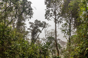 Misty view of the cloud forest of Yanachaga–Chemillen National Park, Peru