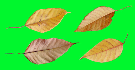 Autumn Leaves: A collection of four fallen leaves, each showcasing intricate textures and autumnal hues against a vibrant green backdrop, perfect for design.