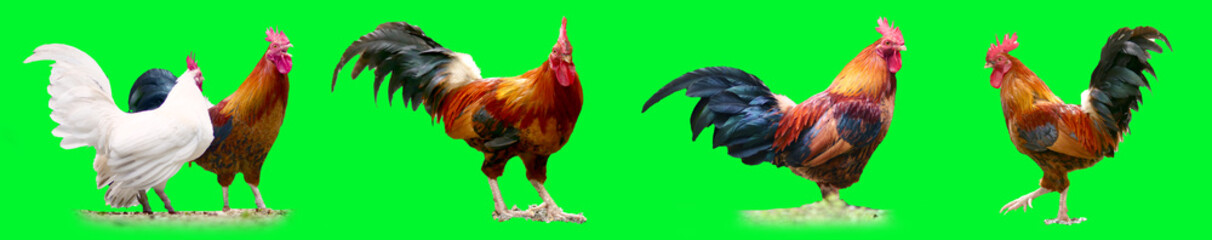 Chicken Display: a beautiful array of chickens, showcasing vibrant colors. Each chicken stands out in the sunlight, displaying unique features and beauty.