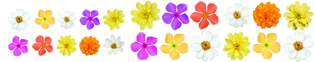 Floral Symphony: A vibrant collection of diverse blooms bursts forth in a spectrum of vivid colors,...