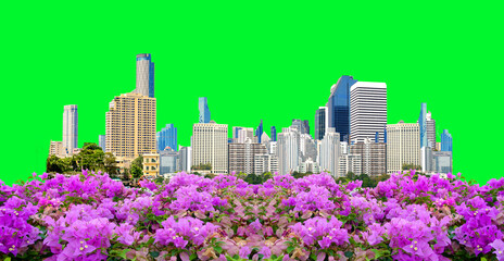 Cityscape Amidst Blooms: A skyline adorned with bougainvillea flowers set against a vibrant green screen, capturing urban vibrancy and natural beauty in harmony.