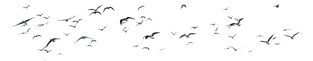 Soaring Silhouette: A mesmerizing murmuration of birds takes flight, their collective form a dancing, ethereal shape against the bright sky.